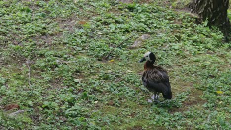 Weißgesichtige-Pfeifende-Ente-Auf-Einem-Gras