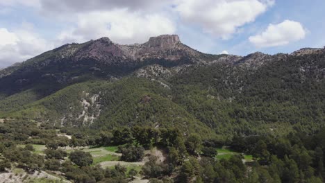 forest in high mountain valley