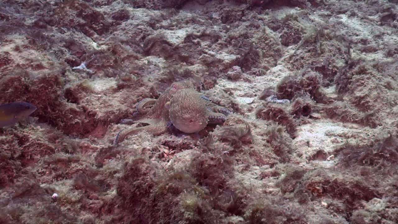 문어는 바닥을 따라 미끄러진다