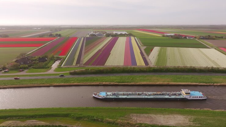 Splendidi campi di tulipani lungo il canale con chiatta in primavera, Paesi Bassi