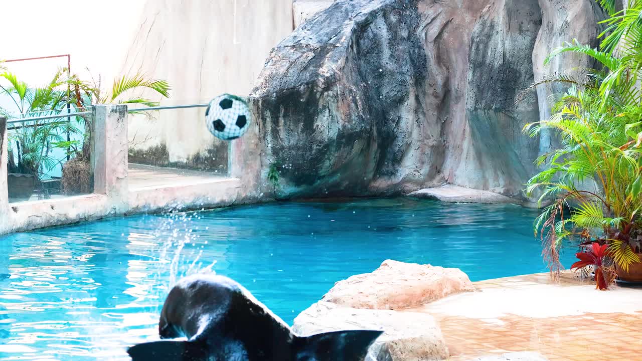el león marino realiza trucos con una pelota