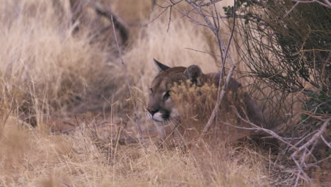 mountain lion relaxing sees movement in the distance - wide shot