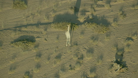 flying over a giraffe in namibia