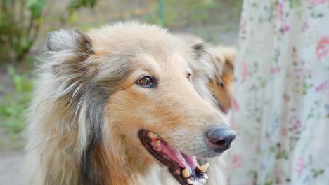 Panting-rough-collie-closeup-shot,-low-angle