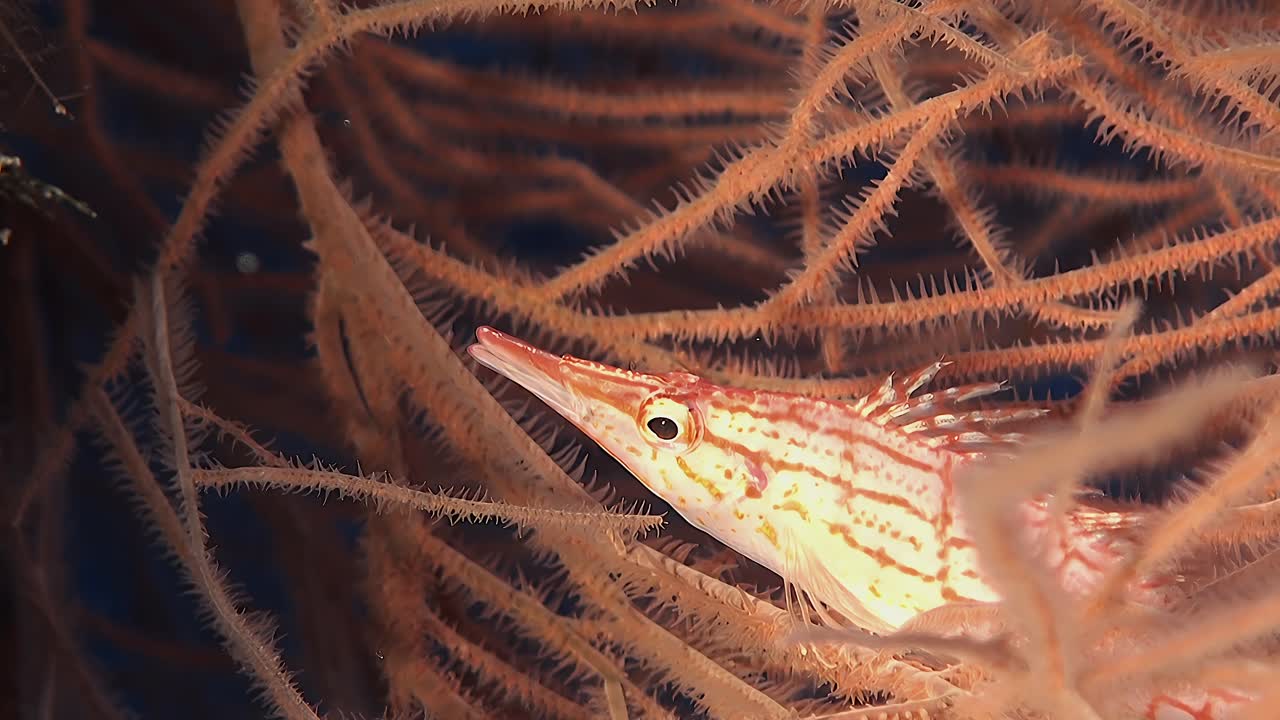 close up shot of longnose hawkfish