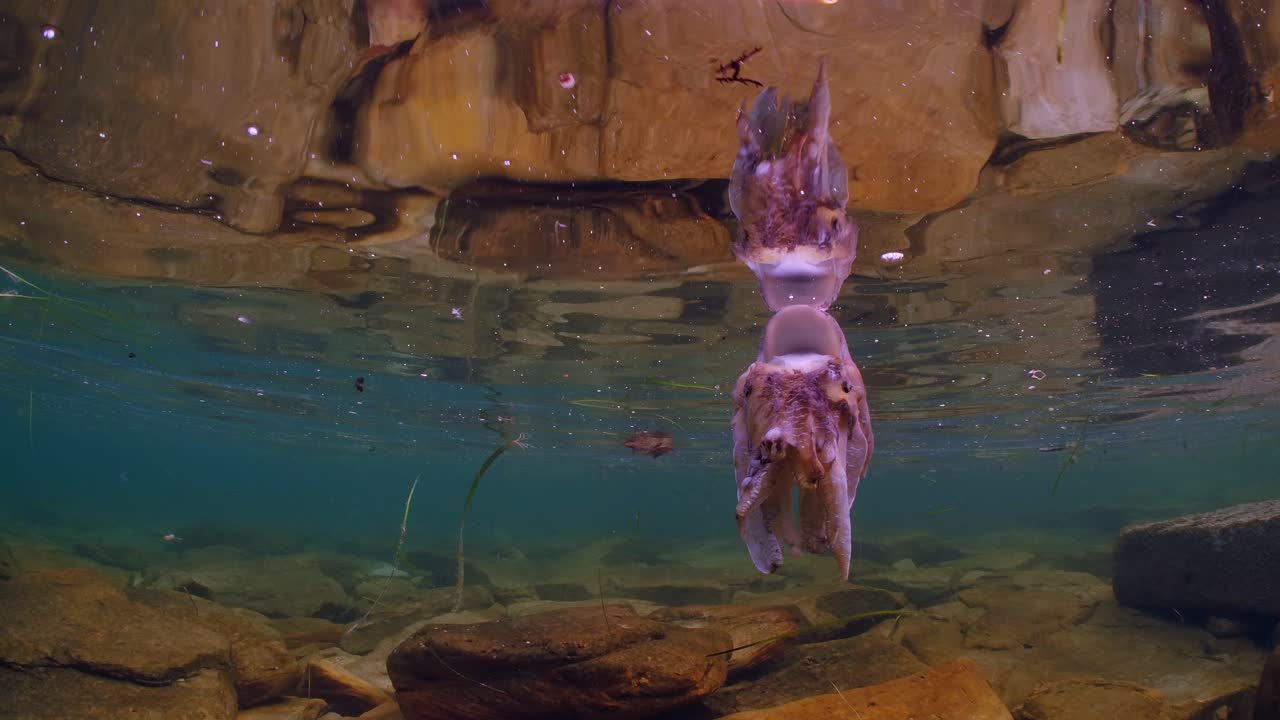 sepia gigante australiana sepia apama migración whyalla sur de australia 4k cámara lenta, apareamiento, puesta de huevos, lucha, agregación, bajo el agua