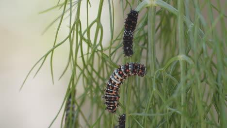 macro shot of several immature swallowtail butterfly caterpillars as they climb on a branch of anise