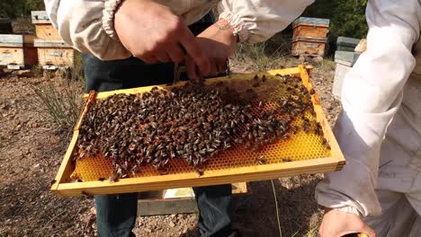 beekeeper with many bees on honeycomb