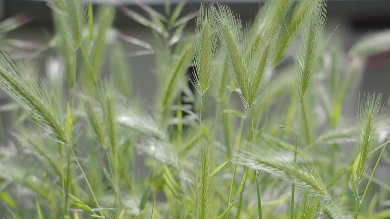 primer plano de la hierba verde