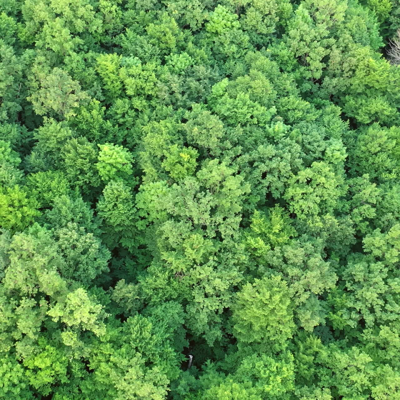 Beautiful drone video over a tropical rainforest. Green natural landscape of the woodland outdoors. Camera moves in a circle.