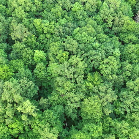 beautiful drone video over a tropical rainforest. green natural landscape of the woodland outdoors. camera moves in a circle.