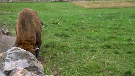 un bisonte europeo está cavando en el suelo, en una granja de cría en suecia