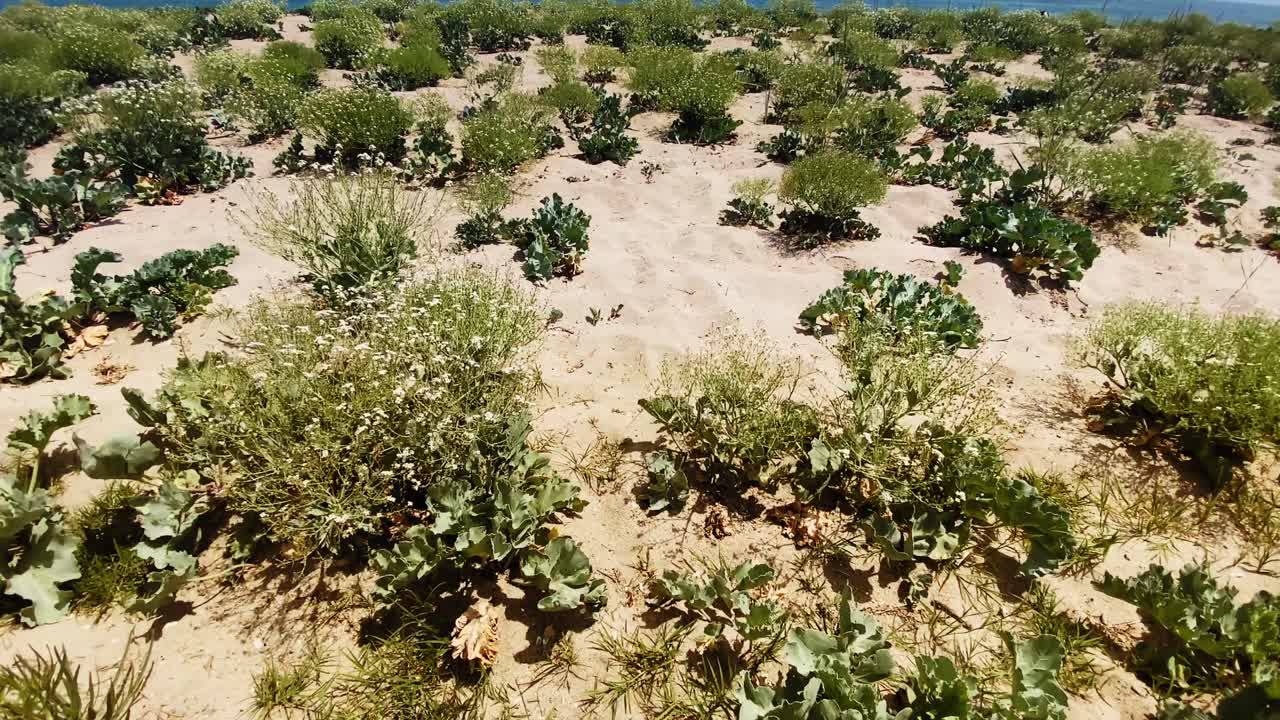 algas marinas protegidas en la playa en un día soleado freen y gold