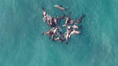 La-Jolla-Cove-Drone-Top-Down-Pass-over-close-up-group-of-Sea-Lions-seals-from-top-of-frame-to-bottom