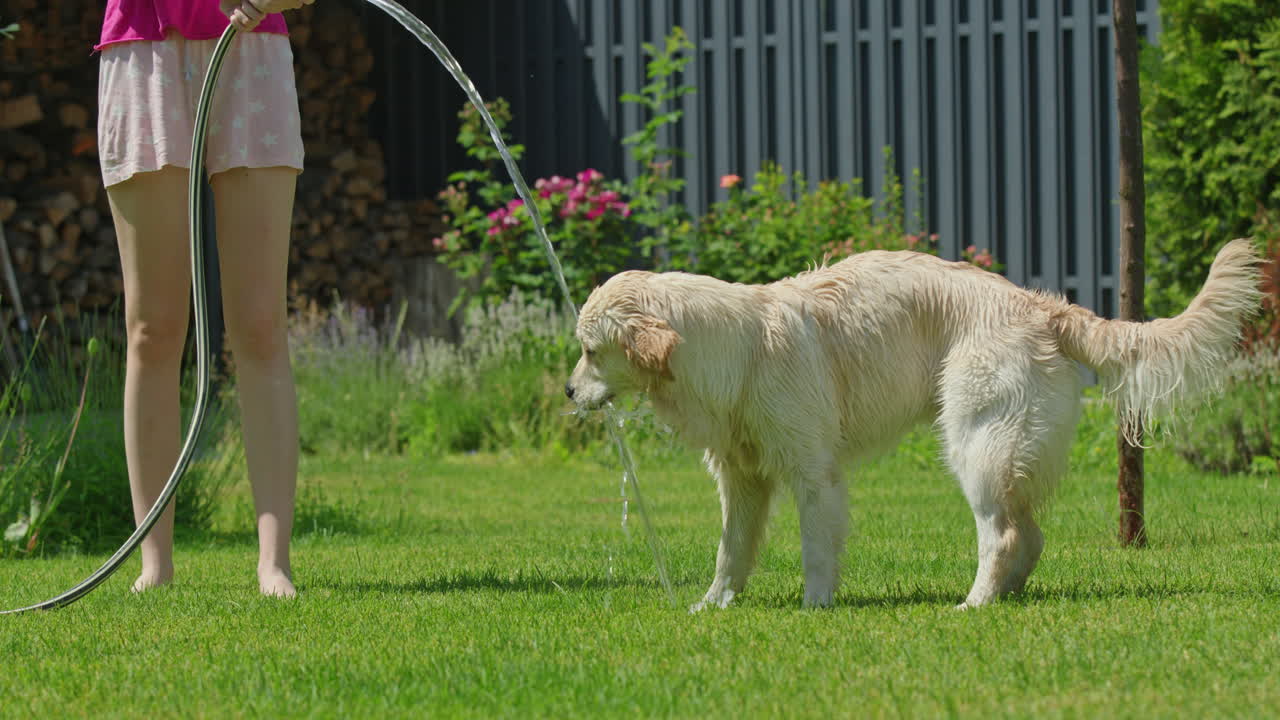 정원에서 골든 리트리버 개에게 물을 주고 있는 소녀