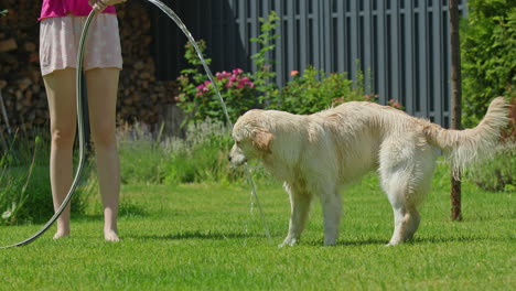 niña regando a un perro golden retriever en un jardín