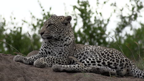 vista cercana del leopardo tumbado en el montículo y acicalándose en un día ventoso