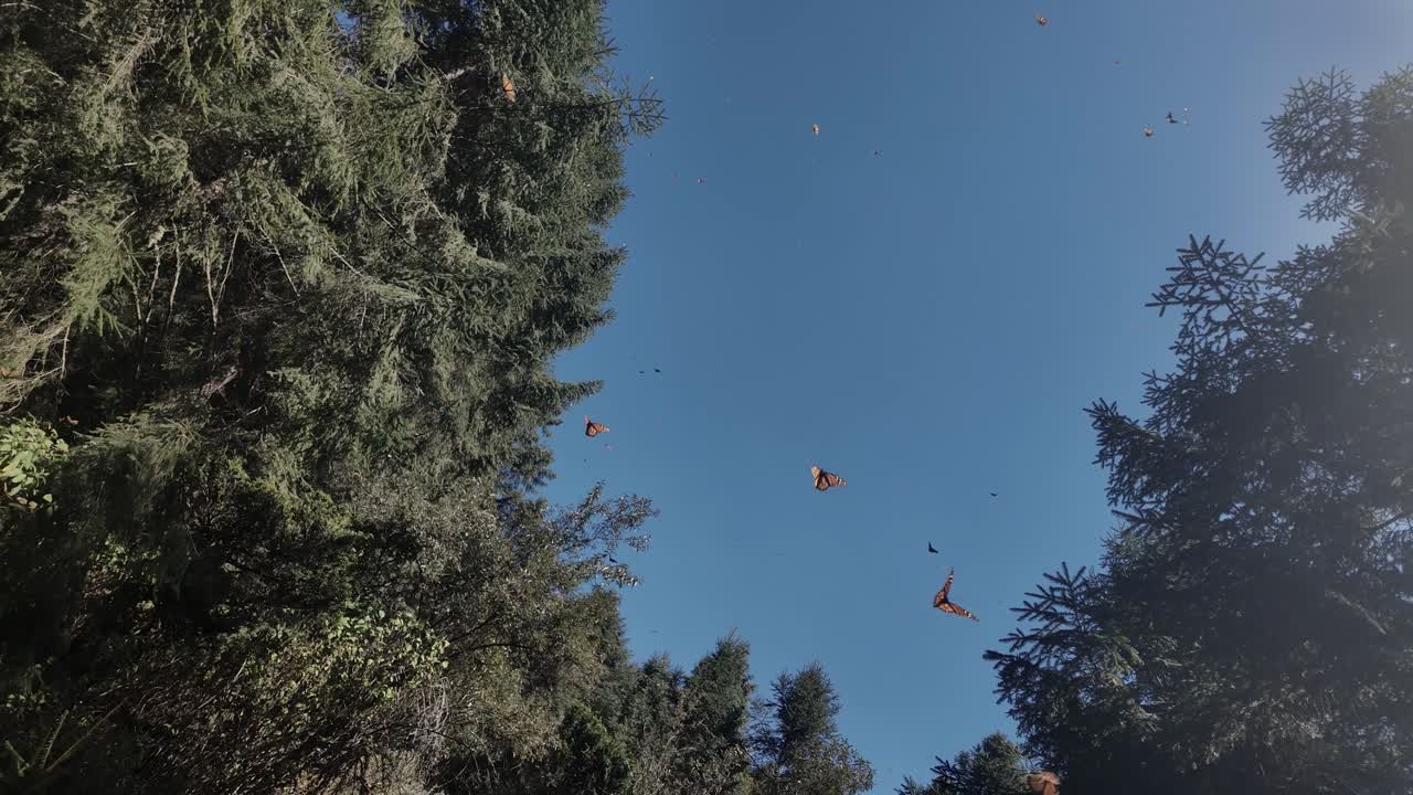 Tomada orbital de borboletas monarca voando pacificamente no céu azul, El Rosario Michoacán, México.