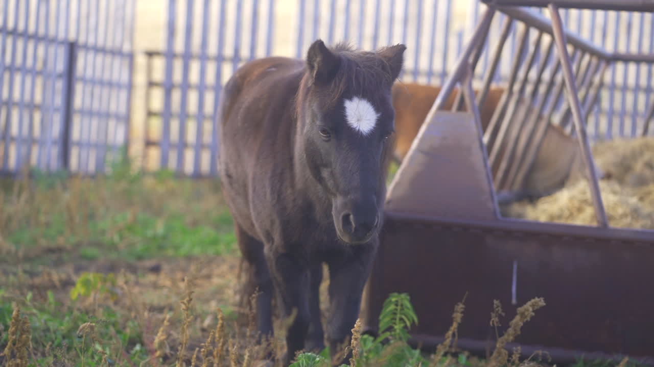 pony comiendo hierba y mirando