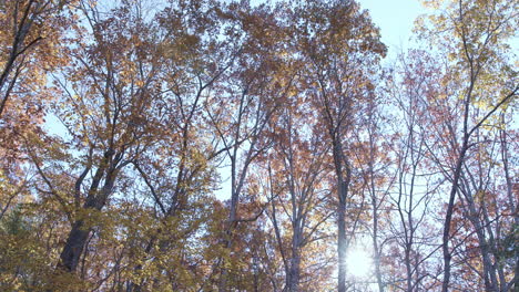 Yellow-trees-in-forest-with-sun