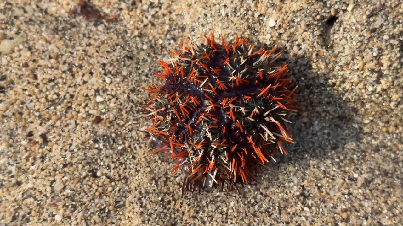 Riccio di mare che riposa sul litorale di una spiaggia sabbiosa