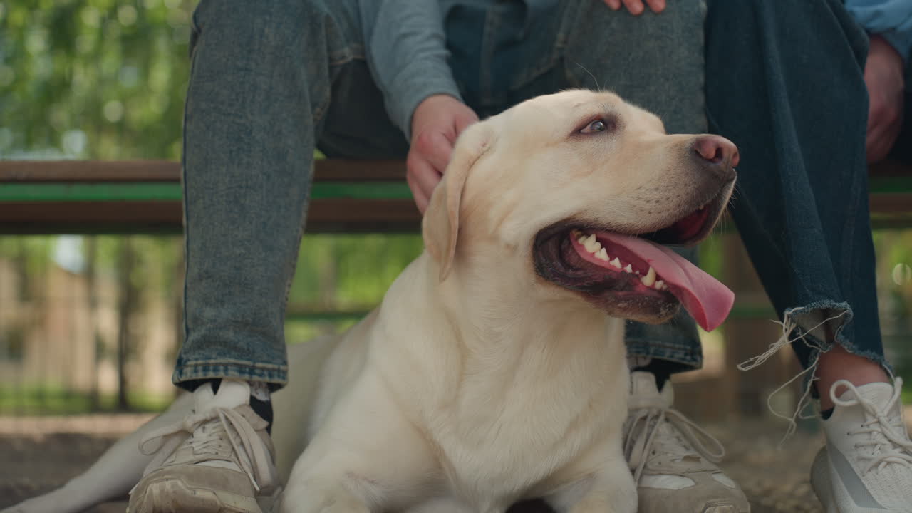 강아지가 평화로운 순간을 찾았어요. 개는 주인 옆에서 평온함을 추구하고, 친근한 강아지는 시원한 공원 그늘에서 평화롭게 쉬고 있어요. 쾌활한 래브라도는 나뭇잎이 무성한 나무 아래에서 사람 옆에서 평온한 휴식을 즐기고 있어요.