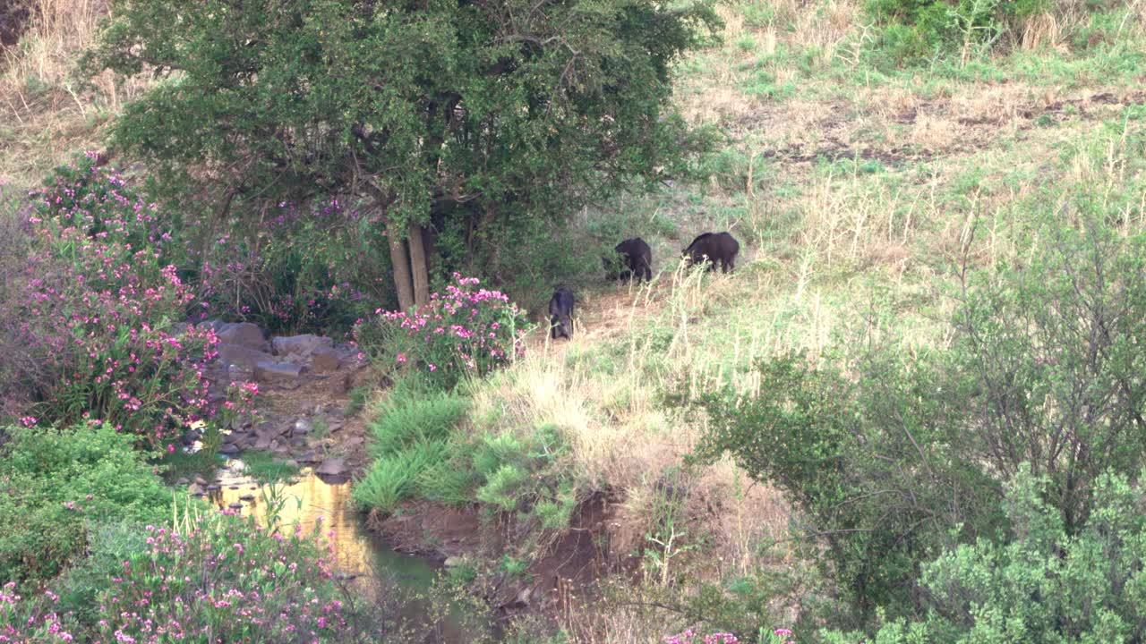 Warthogs in a natural habitat