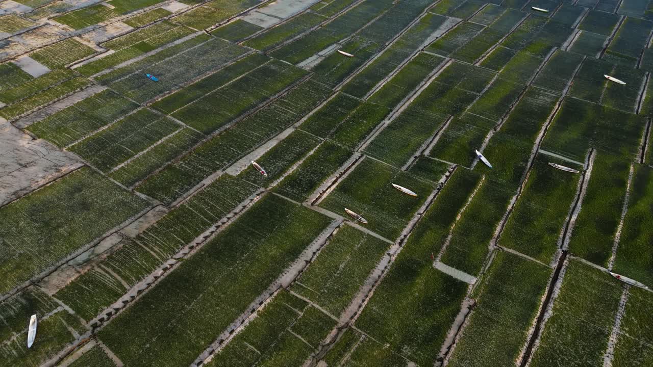 tierras de cultivo con algas marinas y barcos en la superficie del agua
