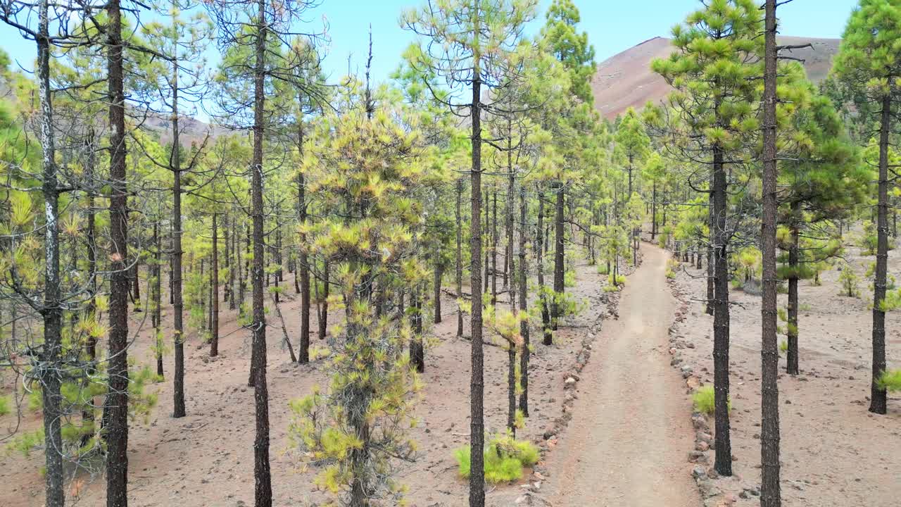 드론 뷰는 소나무로 가득 찬 달과 같은 풍경을 보여줍니다. 지구와 외계 요소를 융합하는 초현실적이고 매혹적인 장면을 만니다.