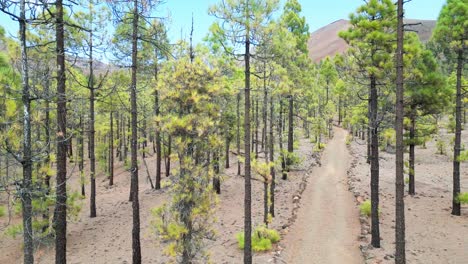 The-drone-view-reveals-Paisaje-Lunar's-lunar-like-landscape-dotted-with-pine-trees,-creating-a-surreal-and-captivating-scene-that-merges-earthly-and-extraterrestrial-elements