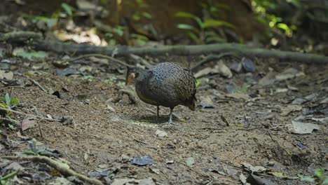 malayan peacock-pheasant feeding in the forest - close up