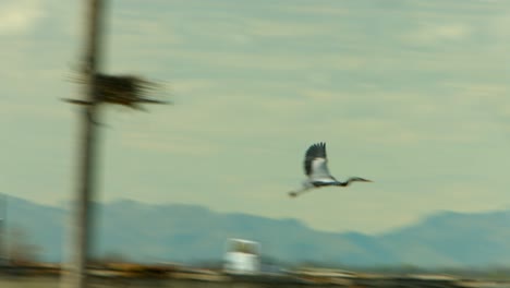 A-beautiful-great-blue-heron-bird-takes-off-from-a-man-made-bird-refuge-nest-to-fly-the-around-a-bit