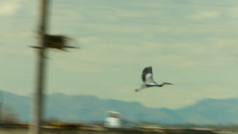 a beautiful great blue heron bird takes off from a man made bird refuge nest to fly the around a bit