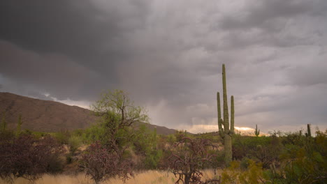 saguaro national park, tucson arizona