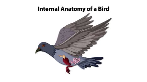 detailed anatomical illustration of a bird's internal organs