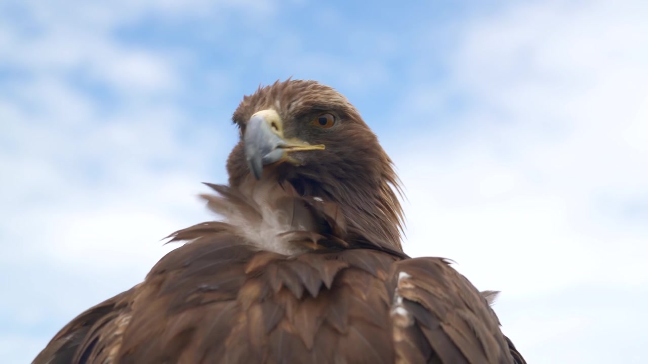 Aigle royal lissant ses plumes devant un ciel nuageux