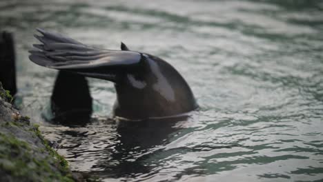 Back-flippers-of-a-baby-fur-seal-sticking-out-above-the-water-surface