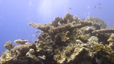 Upwards-motion-close-to-hard-coral-reef-with-fish-swimming-around-and-bubbles-floating-upwards-in-4k