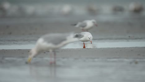 Herring-gull-and-Black-headed-gulls-foraging-in-marshy-area,-low-angle