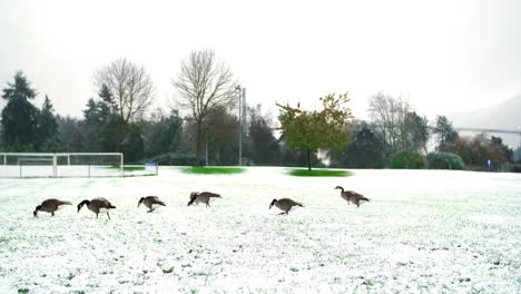 Patos-Alimentándose-En-El-Parque-Cubierto-De-Nieve