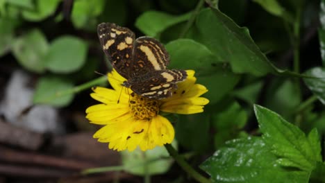 Schmetterling-Auf-Einer-Gelben-Blume