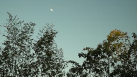 Los-árboles-De-Bambú-Tropical-En-La-Sombra-Pueden-Ver-La-Luna-En-Un-Cielo-Azul-Al-Atardecer-En-Tailandia