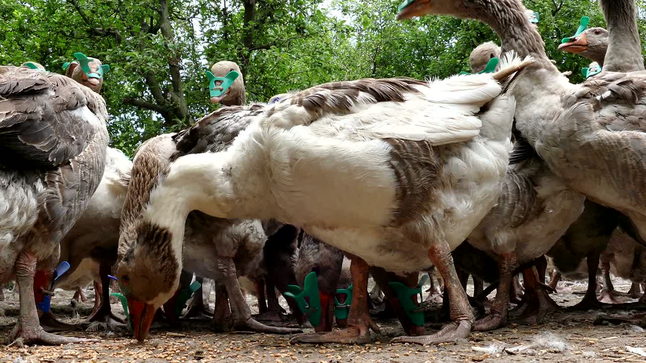 가축 거위 들 의 무리 는 옥수수 를 먹는다