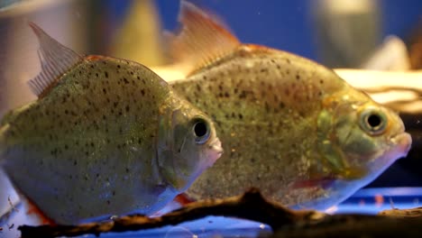 two spotted piranha in a clear fresh water tank, fishkeeping is a popular hobby