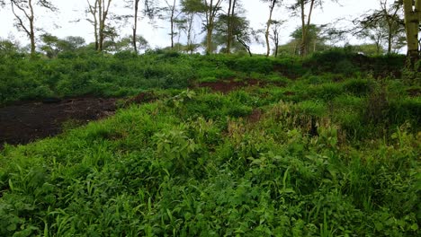 Aerial-view-close-to-the-rainforest-floor,-in-the-jungles-of-Kenya,-Africa---tracking,-drone-shot