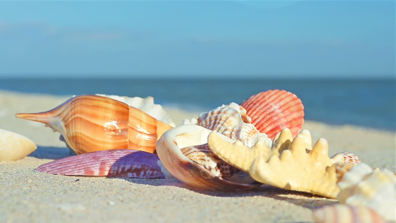 Cockleshells on sand against the background of waves. Shooting on the beach