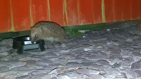 un erizo en un cuenco para comer y beber por la noche durante la ola de calor del reino unido de 2022