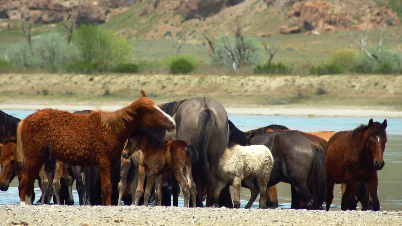 The enchanting world of free-range horses and playful baby foals as they converge by the fast-flowing river, having a refreshing drink in summer overcast weather. Majestic mountains as backdrop
