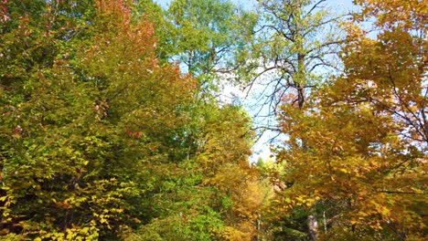 Drohnenflug-Zwischen-Den-Bäumen-Im-Dichten-Und-üppigen-Wald-In-Montreal,-Québec,-Kanada