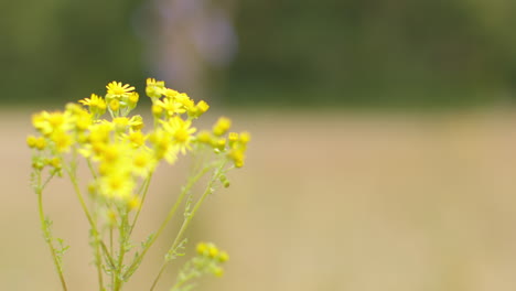 Nahaufnahme-Von-Gelbem-Jakobskreuzkraut,-Das-Wild-Im-Freien-Auf-Dem-Land-Wächst